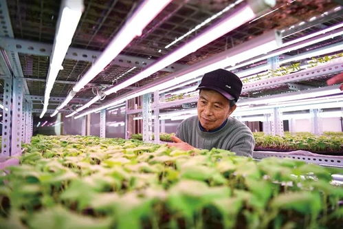 耕耘希望 以科技与汗水守护初级食用农产品的丰收之路